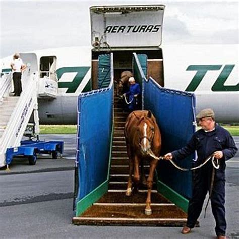 how to transport horses overseas.